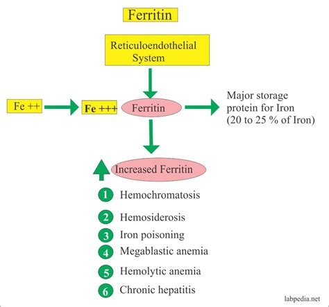 can bottled distilled water cause a high ferritin test|elevated serum ferritin levels.